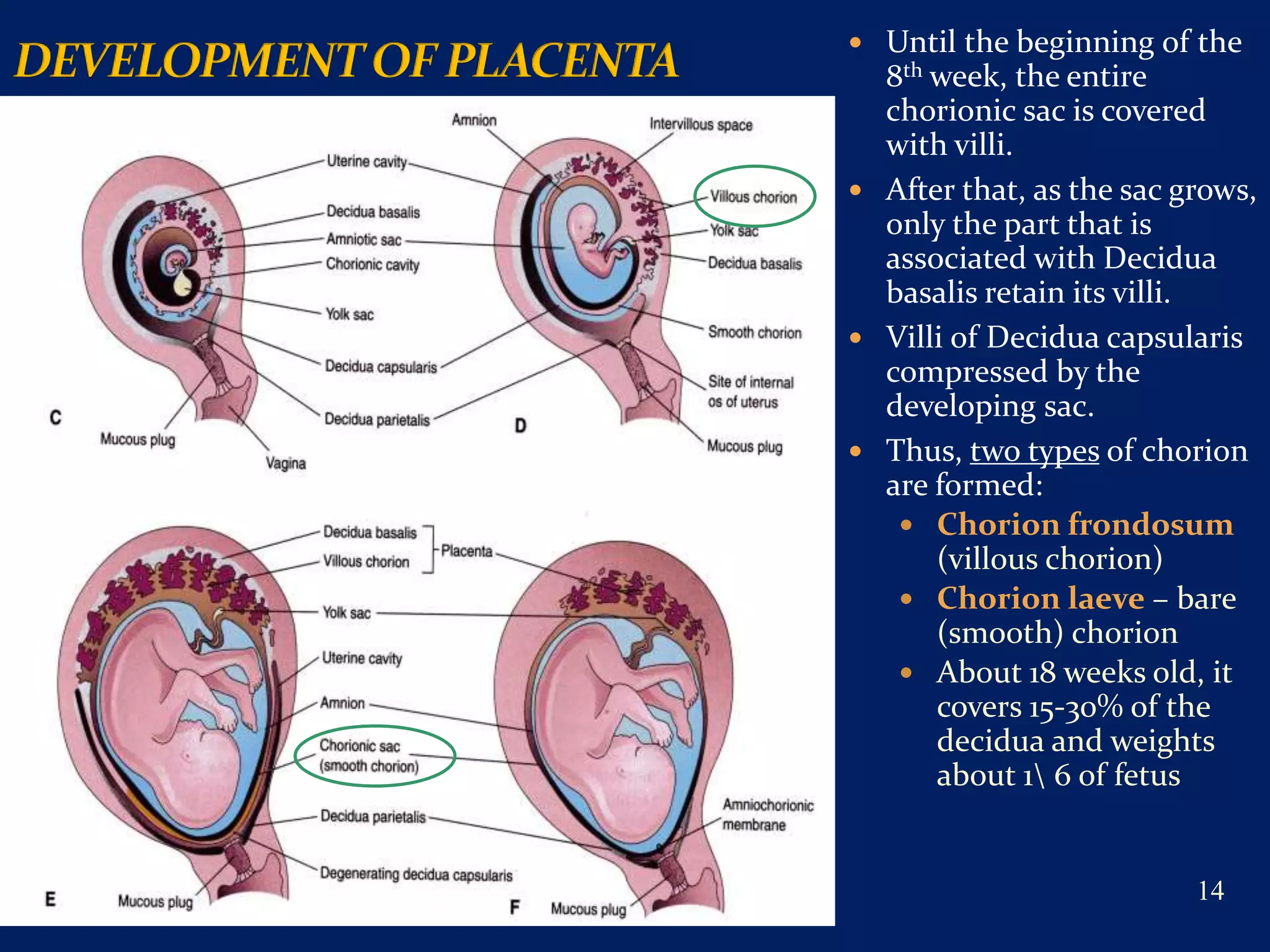 The placenta and fetal membranes | PPTX