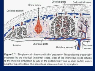 The placenta and fetal membranes | PPTX