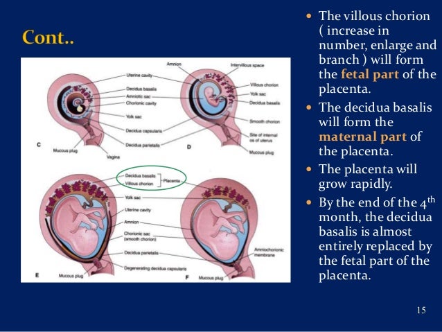 The placenta and fetal membranes