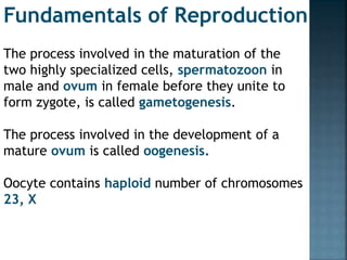 The process involved in the maturation of the
two highly specialized cells, spermatozoon in
male and ovum in female before they unite to
form zygote, is called gametogenesis.
The process involved in the development of a
mature ovum is called oogenesis.
Oocyte contains haploid number of chromosomes
23, X
Fundamentals of Reproduction
 