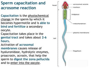 Capacitation Insect The Placenta and Fetal Membranes.pptx