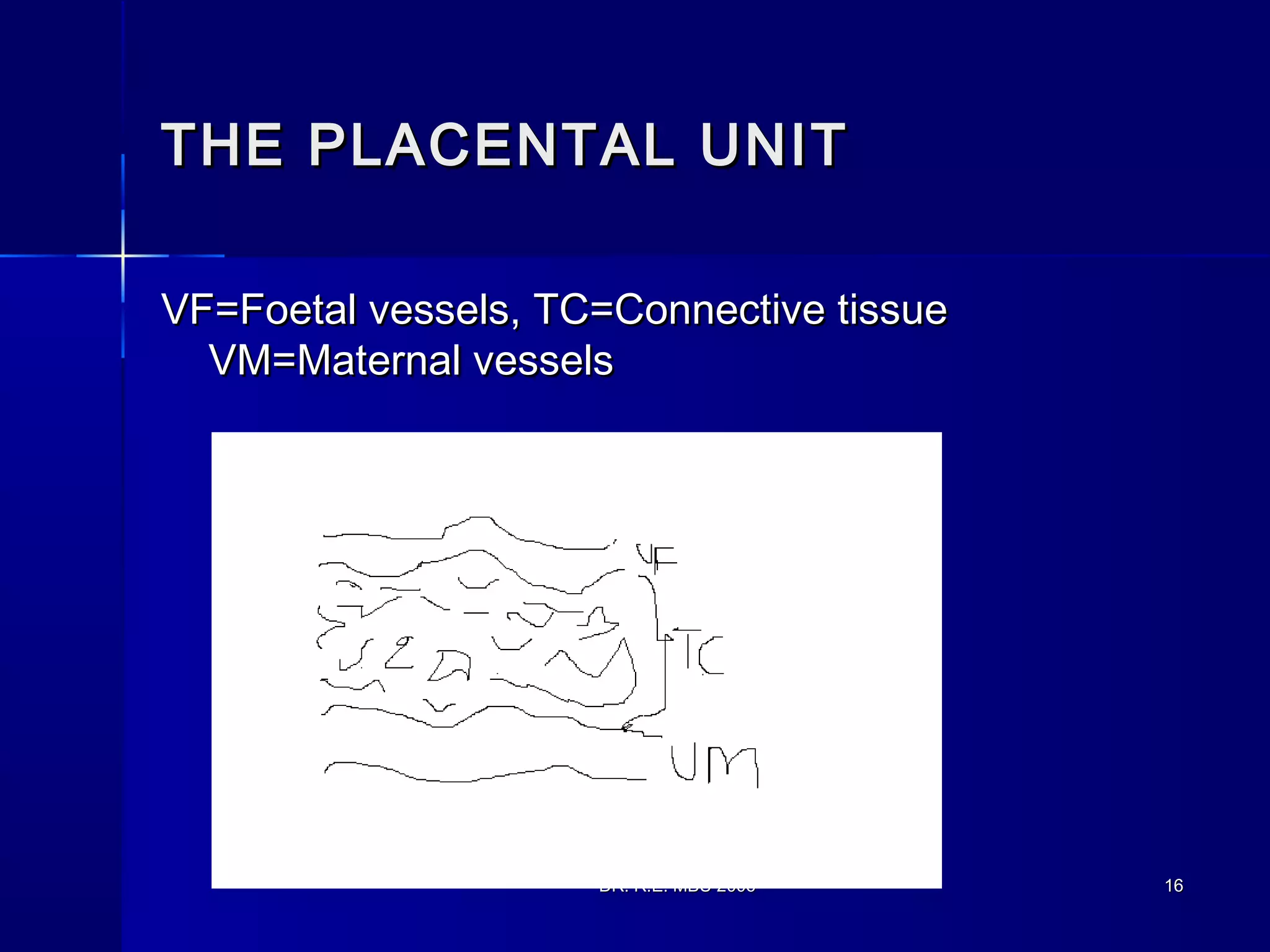 DR. R.E. MBU 2006DR. R.E. MBU 2006 1616
THE PLACENTAL UNITTHE PLACENTAL UNIT
VF=Foetal vessels, TC=Connective tissueVF=Foetal vessels, TC=Connective tissue
VM=Maternal vesselsVM=Maternal vessels
 