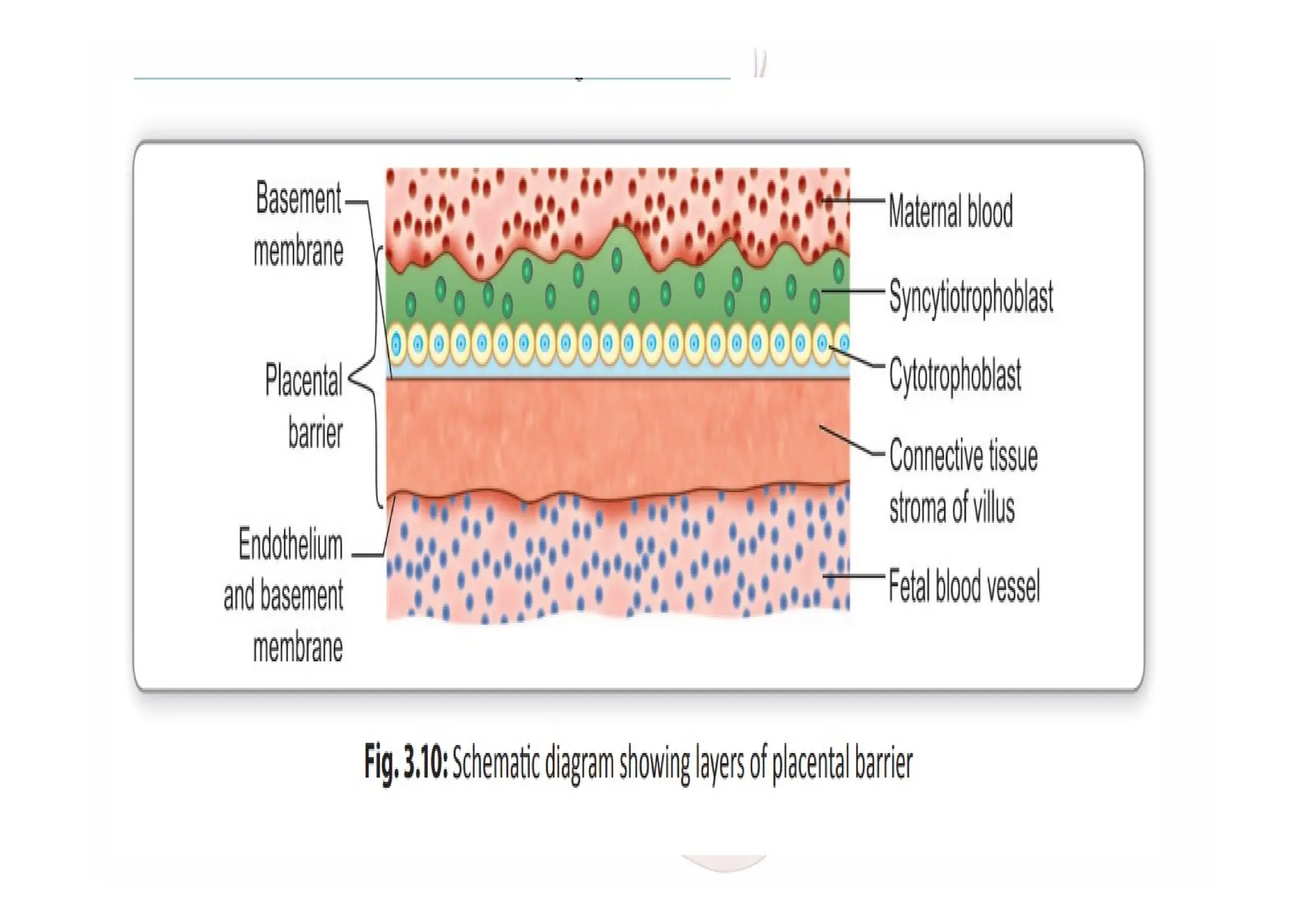 THE PLACENTA, FETAL MEMBRANES AND AMNIOTIC FLUID.pdf