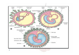 THE PLACENTA, FETAL MEMBRANES AND AMNIOTIC FLUID.pdf