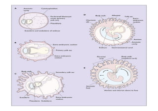 THE PLACENTA, FETAL MEMBRANES AND AMNIOTIC FLUID.pdf