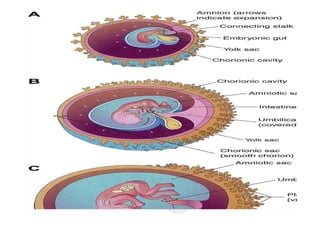 THE PLACENTA, FETAL MEMBRANES AND AMNIOTIC FLUID.pdf