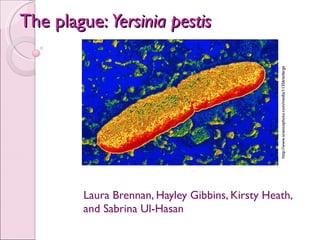 The plague:  Yersinia pestis Laura Brennan, Hayley Gibbins, Kirsty Heath, and Sabrina Ul-Hasan http://www.sciencephoto.com/media/11356/enlarge 