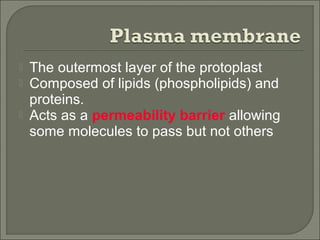  The outermost layer of the protoplast
 Composed of lipids (phospholipids) and
proteins.
 Acts as a permeability barrier allowing
some molecules to pass but not others
 