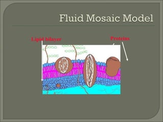 ProteinsLipid bilayer
 