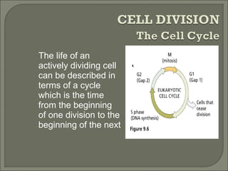 The life of an
actively dividing cell
can be described in
terms of a cycle
which is the time
from the beginning
of one division to the
beginning of the next
Cell Division
 