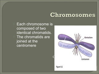  Each chromosome is
composed of two
identical chromatids.
 The chromatids are
joined at the
centromere
Chromatids
 