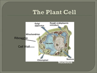 Nucleolus
Cell Wall
Ribosome
 