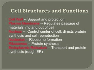  Cell Wall -- Support and protection
 Plasma Membrane -- Regulates passage of
materials into and out of cell
 Nucleus -- Control center of cell, directs protein
synthesis and cell reproduction
 Nucleolus -- Ribosome formation
 Ribosomes -- Protein synthesis
 Endoplasmic Reticulum -- Transport and protein
synthesis (rough ER)
 