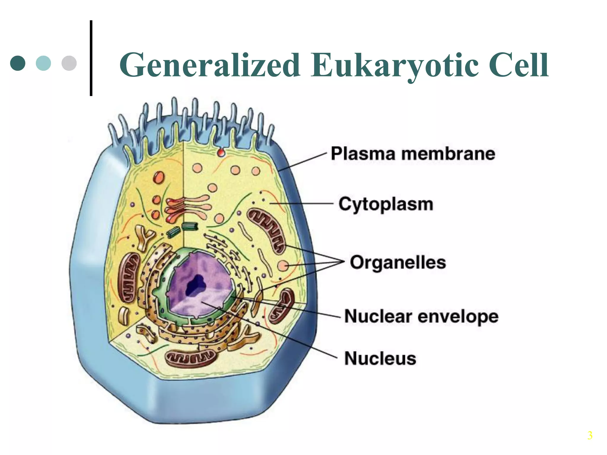 The plant cell | PDF