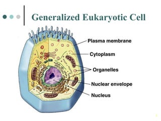Generalization Cell The plant cell | PDF