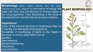 PLANT MORPHOLOGY
Morphology (Greek ‘morphe’ meaning “form” and ‘logos’,
meaning “word, study, research”) is the branch of biology that
deals with form, size and structure of various organs of
the living organisms. Plant Morphology is the study of
the external form and the internal structure of plants.
Importance:
Study of the external structure or morphology helps us
to identify and distinguish living organisms.
Knowledge of morphology of plants is also helpful in
the study of various other fields such as-
genetics,
plant breeding,
genetic engineering,
horticulture,
crop protection.
M
d
.
I
m
r
a
n
N
u
r
M
a
n
i
k
 