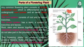 Any common flowering plant consists of a long
cylindrical axis which is differentiated into an
underground root system and an aerial shoot
system.
The root system consists of root and its lateral
branches.
The shoot system has a stem, a system of
branches and leaves.
Root, stem and leaves together constitute the
vegetative organs of the plant body and they
do not take part in the process of reproduction.
The flowering plants on attaining maturity
produce flowers, fruits and seeds. These are
called the reproductive organs of the plant.
M
d
.
I
m
r
a
n
N
u
r
M
a
n
i
k
 