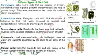 Different Types of Plant Cell
Parenchyma cells: Living cells that are capable of division.
Parenchyma cells in plants perform photosynthesis and help in
gas exchange. They also store reserve food materials such as
starch and proteins.
Collenchyma cells: Elongated cells with thick deposition of
cellulose in their cell walls. Involved in support and
transportation of nutrients to growing parts of a plant.
Sclerenchyma cells: Dead cells that have very thick cell walls.
Involved in the support, protection, and transportation of water
Xylem cells: Hard, water-conducting cells that help to transport
water and nutrients absorbed by the roots to all parts of the
plant.
Phloem cells: Cells that distribute food and sap, mainly in the
form of sucrose from the leaves to all parts of the plant.
M
d
.
I
m
r
a
n
N
u
r
M
a
n
i
k
 