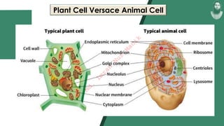 Plant Cell Versace Animal Cell
M
d
.
I
m
r
a
n
N
u
r
M
a
n
i
k
 