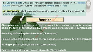 (b) Chromoplast: which are variously colored plastids, found in the colored
portion, which occur mostly in the petals of flowers and in fruits.
which are colorless plastids, found mostly in the storage cells
of roots and underground stems.
•Absorption and conversion of light energy into chemical energy to produce
food in the form of carbohydrate by a process called photosynthesis (Chloroplast)
•Providing defense against infections (Chloroplast)
•Helping in the production of high energy phosphate molecules, ATP (Chloroplast)
•Storing of protein, lipid, and starch (Leucoplasts)
•Synthesizing and storing colored pigments (Chromoplast)
Function
M
d
.
I
m
r
a
n
N
u
r
M
a
n
i
k
 