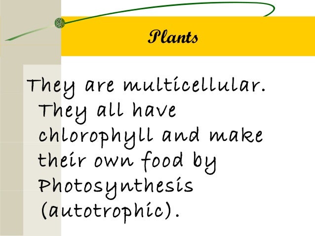 Do Fungi Make Their Own Food No Yes Do Fungi Make Their Own Food No Yes