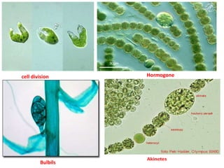 cell division Hormogone
Bulbils
 