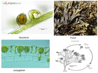 Vaucheria Fucus
conjugation
 