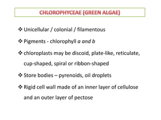 Unicellular / colonial / filamentous
Pigments - chlorophyll a and b
chloroplasts may be discoid, plate-like, reticulate,
cup-shaped, spiral or ribbon-shaped
Store bodies – pyrenoids, oil droplets
Rigid cell wall made of an inner layer of cellulose
and an outer layer of pectose
 