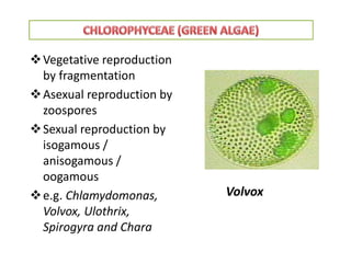 Vegetative reproduction
by fragmentation
Asexual reproduction by
zoospores
Sexual reproduction by
isogamous /
anisogamous /
oogamous
e.g. Chlamydomonas,
Volvox, Ulothrix,
Spirogyra and Chara
Volvox
 