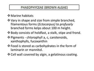 Marine habitats
Vary in shape and size from simple branched,
filamentous forms (Ectocarpus) to profusely
branched forms kelps about 100 m height.
Body consists of holdfast, a stalk, stipe and frond.
Pigments - chlorophyll a, c, carotenoids,
xanthophylls, fucoxanthin
Food is stored as carbohydrates in the form of
laminarin or mannitol.
Cell wall covered by algin, a gelatinous coating.
 