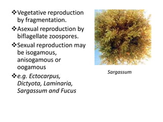 Vegetative reproduction
by fragmentation.
Asexual reproduction by
biflagellate zoospores.
Sexual reproduction may
be isogamous,
anisogamous or
oogamous
e.g. Ectocarpus,
Dictyota, Laminaria,
Sargassum and Fucus
Sargassum
 