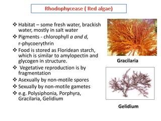  Habitat – some fresh water, brackish
water, mostly in salt water
 Pigments - chlorophyll a and d,
r-phycoerythrin
 Food is stored as Floridean starch,
which is similar to amylopectin and
glycogen in structure.
 Vegetative reproduction is by
fragmentation
 Asexually by non-motile spores
 Sexually by non-motile gametes
 e.g. Polysiphonia, Porphyra,
Gracilaria, Gelidium
Gracilaria
Gelidium
 