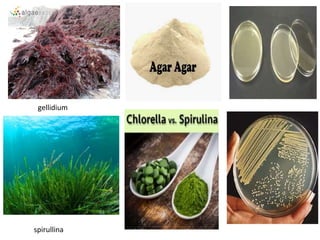 gellidium
spirullina
 