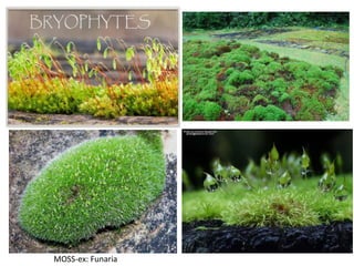 MOSS-ex: Funaria
 