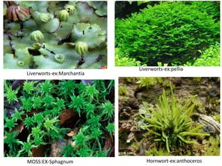 MOSS:EX-Sphagnum
Liverworts-ex:Marchantia
Hornwort-ex:anthoceros
Liverworts-ex:pellia
 