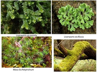 Liverworts-ex:porella
Liverworts-ex:Riccia
Moss-Ex:Polytrichum
 