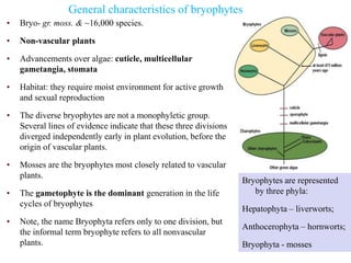 General characteristics of bryophytes
• Bryo- gr. moss. & ~16,000 species.
• Non-vascular plants
• Advancements over algae: cuticle, multicellular
gametangia, stomata
• Habitat: they require moist environment for active growth
and sexual reproduction
• The diverse bryophytes are not a monophyletic group.
Several lines of evidence indicate that these three divisions
diverged independently early in plant evolution, before the
origin of vascular plants.
• Mosses are the bryophytes most closely related to vascular
plants.
• The gametophyte is the dominant generation in the life
cycles of bryophytes
• Note, the name Bryophyta refers only to one division, but
the informal term bryophyte refers to all nonvascular
plants.
Bryophytes are represented
by three phyla:
Hepatophyta – liverworts;
Anthocerophyta – hornworts;
Bryophyta - mosses
 