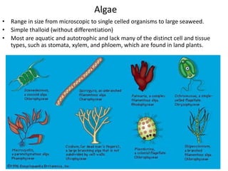 Algae
• Range in size from microscopic to single celled organisms to large seaweed.
• Simple thalloid (without differentiation)
• Most are aquatic and autotrophic and lack many of the distinct cell and tissue
types, such as stomata, xylem, and phloem, which are found in land plants.
 