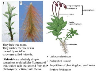 They lack true roots.
They anchor themselves in
the soil by root-like
structures called rhizoids.
Rhizoids are relatively simple,
sometimes multicellular filaments of
thin-walled cells that extend from the
photosynthetic tissue into the soil
 Lack vascular tissues
 No lignified tissues/
 Amphibians of plant kingdom. Need Water
for their fertilization
 