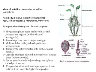 Mode of nutrition : autotrohic as well as
saprophytic.
Plant body is thallus (not differentiated into
Root,stem and leaf) e.g Marchantia,Anthoceros.
Sporophyte has three parts : foot,seta,capsule.
 The gametophyte bears multi-cellular and
jacketed sex organs (antheridia and
archegonia).
 Sexual reproduction is oogamous type.
 Multi-cellular embryo develops inside
archegonium.
 Sporophyte differentiated into foot, seta and
capsule.
 Capsule produces haploid meiospores of similar
types (homosporous).
 Spore germinates into juvenile gametophyte
called protonema.
 Progressive sterilization of sporogenous tissue
noticed from lower to higher bryophytes.
 