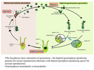 •The bryophytes show alternation of generations - the haploid gametophyte (producing
gametes for sexual reproduction) alternates with diploid sporophyte (producing spores for
asexual reproduction).
•Gametophytes homothallic or heterothallic.
 