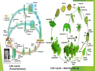 Life cycle
:Funaria(moss) Life cycle : Marchantia sp
 