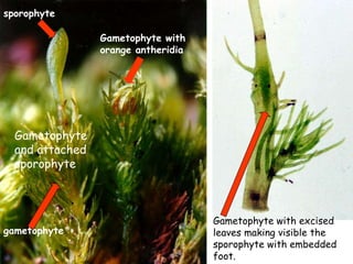sporophyte
Gametophyte with
orange antheridia
Gametophyte with excised
leaves making visible the
sporophyte with embedded
foot.
Gametophyte
and attached
sporophyte
gametophyte
 