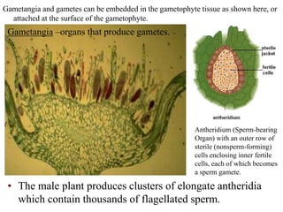 • The male plant produces clusters of elongate antheridia
which contain thousands of flagellated sperm.
Gametangia and gametes can be embedded in the gametophyte tissue as shown here, or
attached at the surface of the gametophyte.
Antheridium (Sperm-bearing
Organ) with an outer row of
sterile (nonsperm-forming)
cells enclosing inner fertile
cells, each of which becomes
a sperm gamete.
Gametangia –organs that produce gametes.
 
