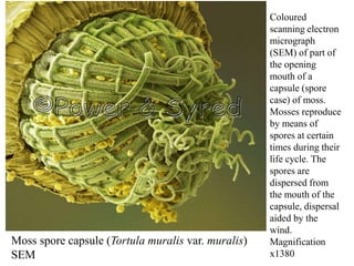 Moss spore capsule (Tortula muralis var. muralis)
SEM
Coloured
scanning electron
micrograph
(SEM) of part of
the opening
mouth of a
capsule (spore
case) of moss.
Mosses reproduce
by means of
spores at certain
times during their
life cycle. The
spores are
dispersed from
the mouth of the
capsule, dispersal
aided by the
wind.
Magnification
x1380
 