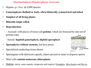 Marchantiophyta (Hepaticophyta)- liverworts
• Hepato- gr. liver. & 6,000 species.
• Gametophytes thalloid or leafy, often bilaterally symmetrical and lobed
• Simplest of all living plants.
• Rhizoids single celled.
• Reproduction:
- Asexual- with pieces of tissue call gemma, which are bounced by rain out of
gemma cups.
- Sexual- haploid gametophyte, diploid sporophyte
• Sporophytes without stomata, but have pores.
• Specialized conducting tissue absent.
• Sporangium with dehiscent capsule, elaters present in some to disperse spores.
• Most cells contain numerous chloroplasts.
• Habitat- moist, some aquatic, temperate and tropical. Examples- Marchantia and Riccia.
 