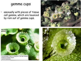 • asexually with pieces of tissue
call gemma, which are bounced
by rain out of gemma cups.
gemma cups
 