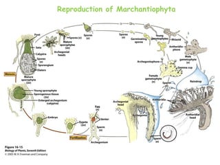 Reproduction of Marchantiophyta
 