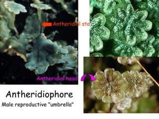 Antheridiophore
Antheridial stalk
Antheridial head
Male reproductive "umbrella"
 