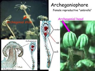 Archegoniophore
Archegonial stalk
Archegonial head
Female reproductive "umbrella"
 